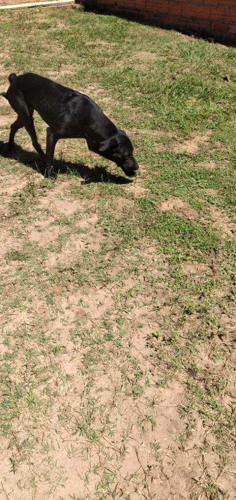 Cachorro raça SRD idade 1 ano nome Pantera 