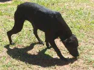 Cachorro raça SRD idade 1 ano nome Pantera 