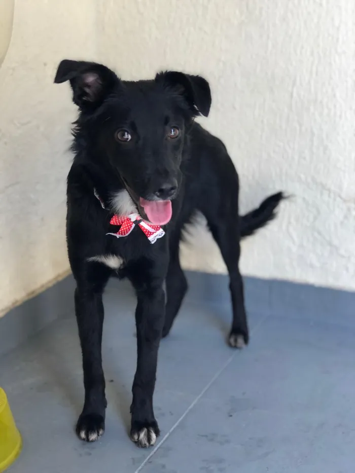 Cachorro ra a Srd idade 7 a 11 meses nome Granola