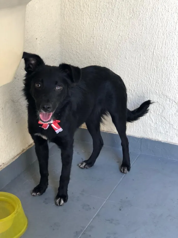 Cachorro ra a Srd idade 7 a 11 meses nome Granola