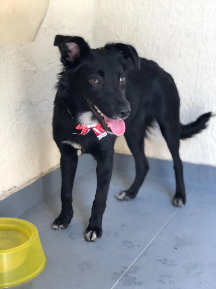 Cachorro ra a Srd idade 7 a 11 meses nome Granola
