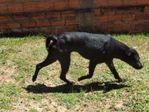 Cachorro raça SRD idade 1 ano nome Pantera 