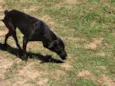 Pantera 