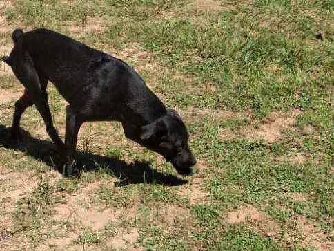 Cachorro raça SRD idade 1 ano nome Pantera 