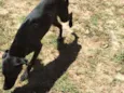 Pantera 