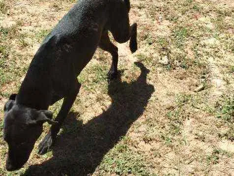Cachorro raça SRD idade 1 ano nome Pantera 