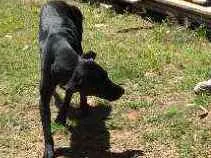 Cachorro raça SRD idade 1 ano nome Pantera 
