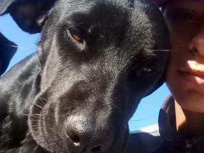 Cachorro raça SRD idade 1 ano nome Pantera 