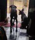 Pantera 