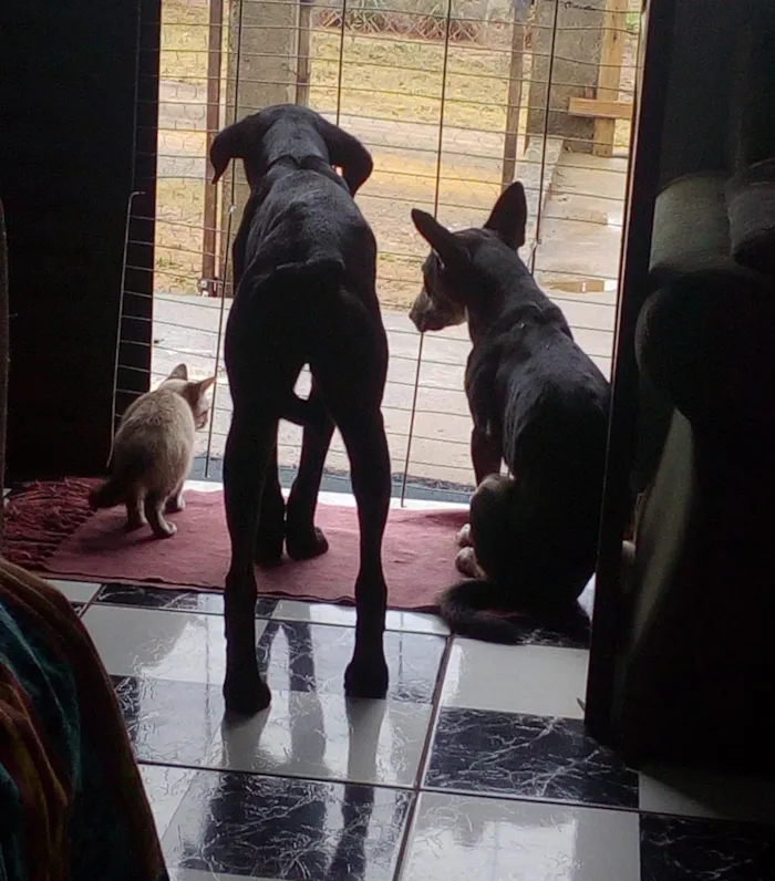 Cachorro raça SRD idade 1 ano nome Pantera 