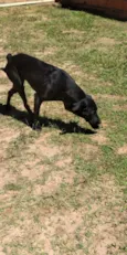 Pantera 