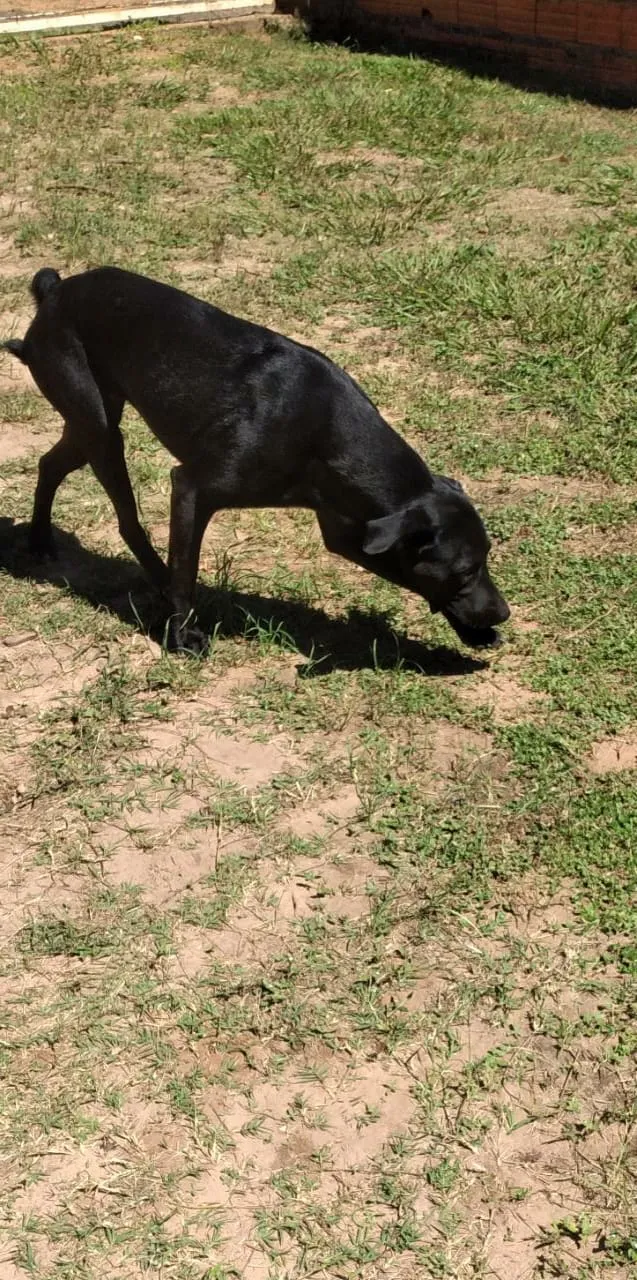 Cachorro raça SRD idade 1 ano nome Pantera 