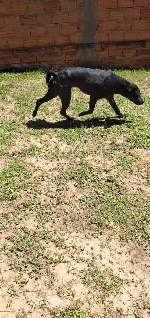 Cachorro raça SRD idade 1 ano nome Pantera 