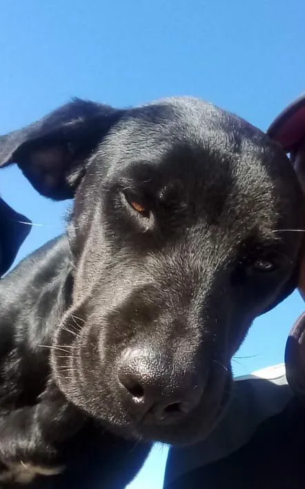 Cachorro raça SRD idade 1 ano nome Pantera 