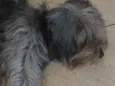 Preta