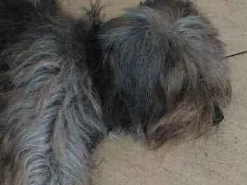 Cachorro raça Srd idade 2 anos nome Preta