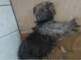 Preta