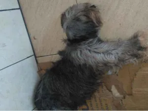 Cachorro raça Srd idade 2 anos nome Preta