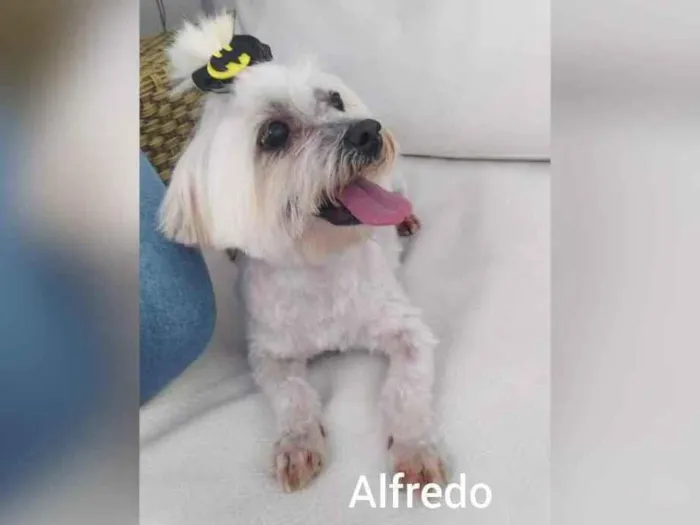 Cachorro ra a Vira lata  idade 5 anos nome Alfredo