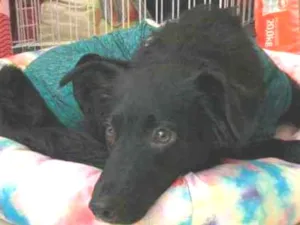 Cachorro raça Srd idade 7 a 11 meses nome Granola