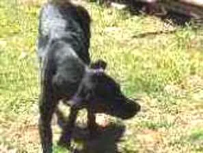 Cachorro raça SRD idade 1 ano nome Pantera 