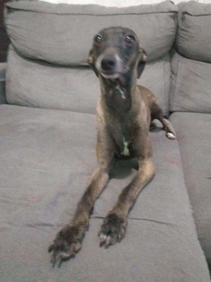 Cachorro raça Pequeno Lebrel Italiano  idade 2 anos nome Bruna
