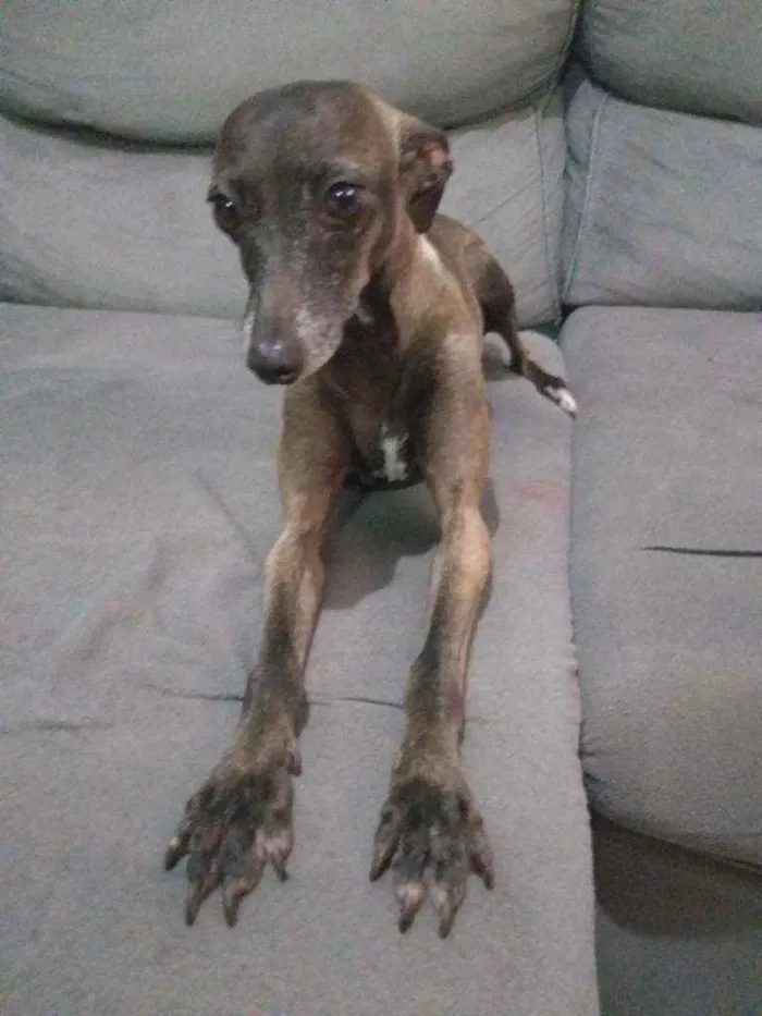 Cachorro raça Pequeno Lebrel Italiano  idade 2 anos nome Bruna