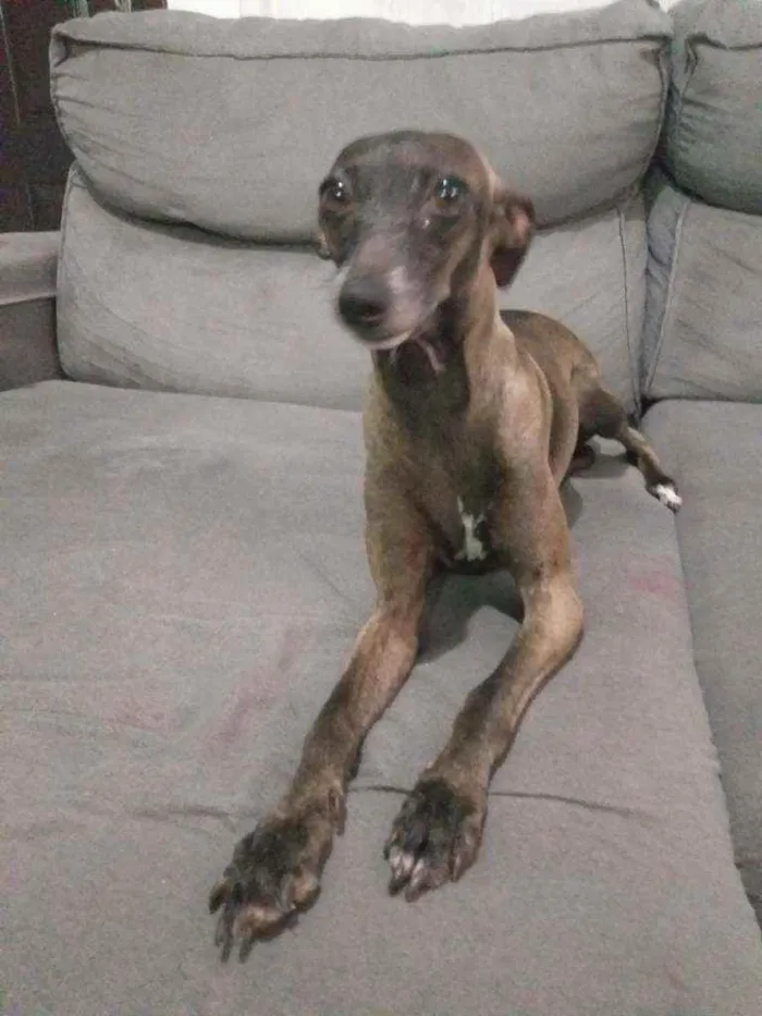 Cachorro raça Pequeno Lebrel Italiano  idade 2 anos nome Bruna