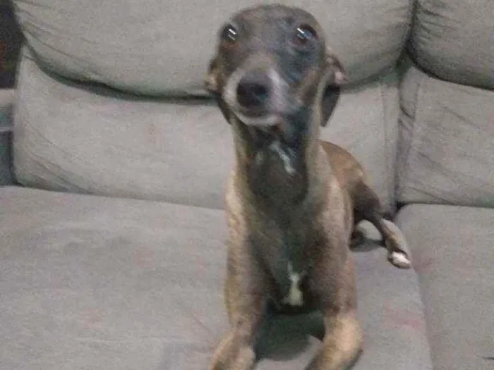 Cachorro raça Pequeno Lebrel Italiano  idade 2 anos nome Bruna