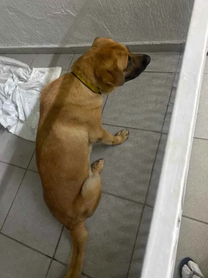 Cachorro ra a Pastor  idade 1 ano nome Logan 