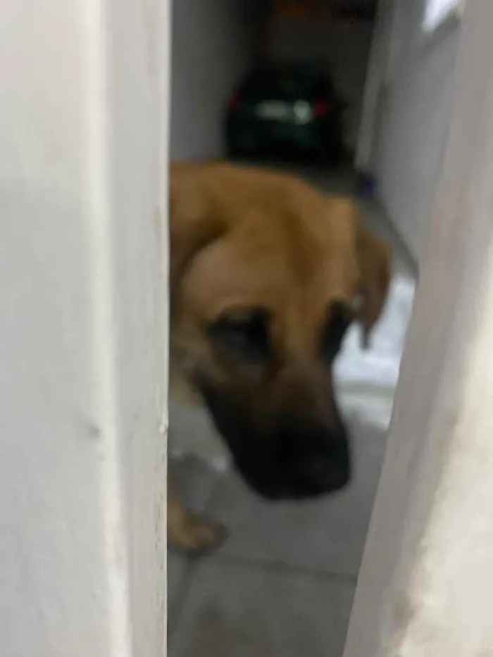 Cachorro ra a Pastor  idade 1 ano nome Logan 