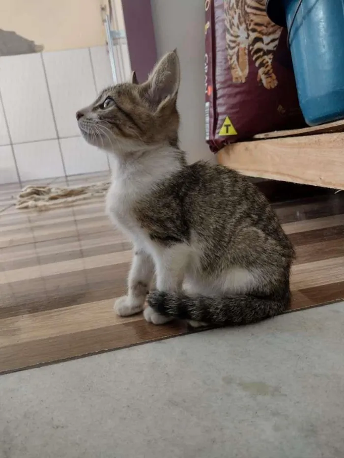 Gato ra a SRD-ViraLata idade 2 a 6 meses nome Luna