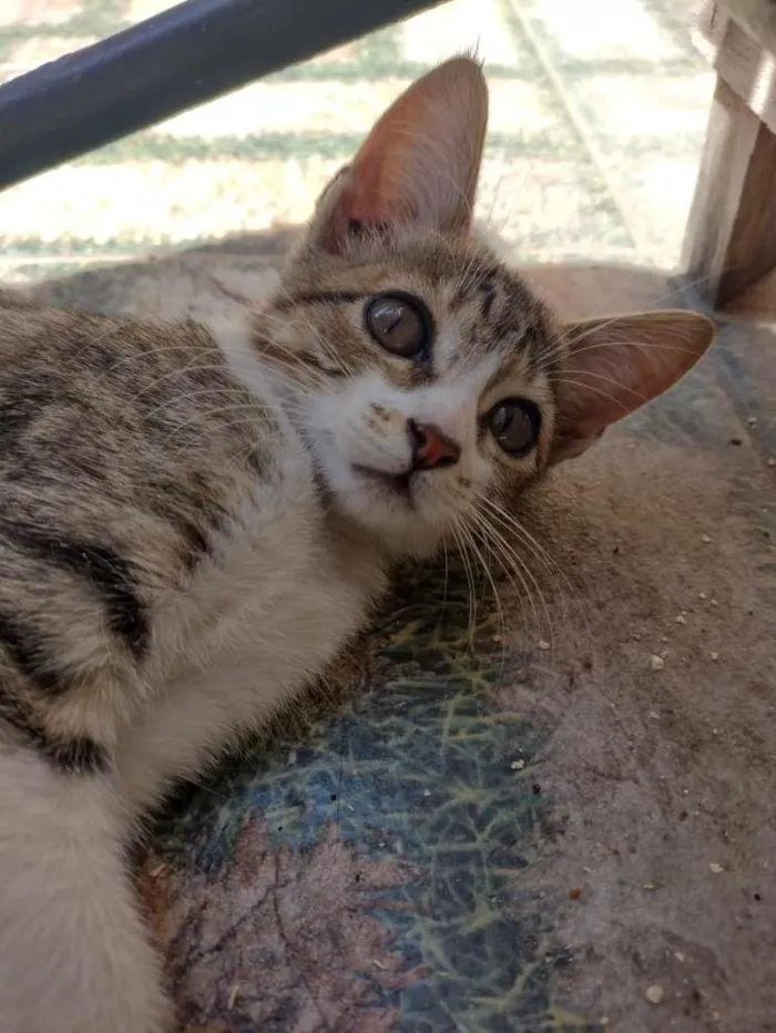 Gato ra a SRD-ViraLata idade 2 a 6 meses nome Luna