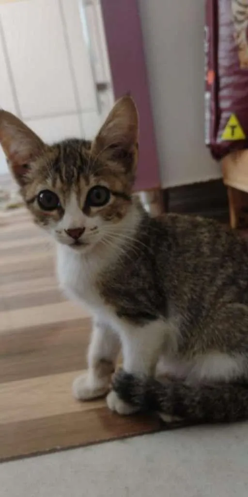 Gato ra a SRD-ViraLata idade 2 a 6 meses nome Luna