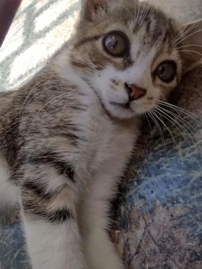 Gato ra a SRD-ViraLata idade 2 a 6 meses nome Luna