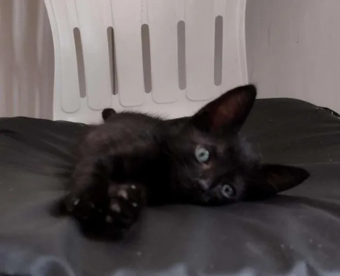 Gato ra a SRD-ViraLata idade Abaixo de 2 meses nome Leleco