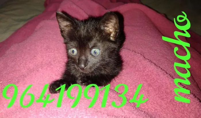 Gato ra a SRD-ViraLata idade Abaixo de 2 meses nome Leleco