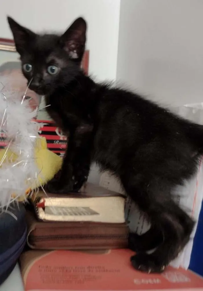 Gato ra a SRD-ViraLata idade Abaixo de 2 meses nome Leleco