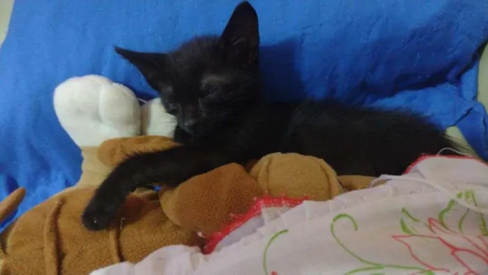 Gato ra a SRD-ViraLata idade Abaixo de 2 meses nome Leleco