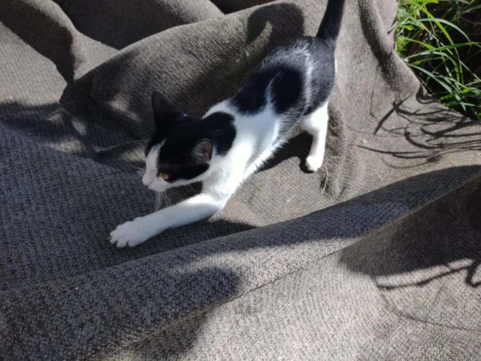 Gato ra a SRD-ViraLata idade 2 a 6 meses nome Bella