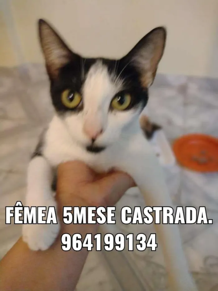 Gato ra a SRD-ViraLata idade 2 a 6 meses nome Bella