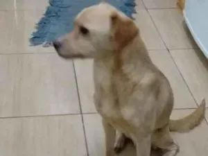 Cachorro raça Vira lata idade 4 anos nome George