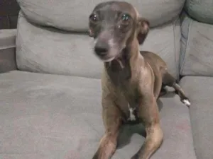 Cachorro raça Pequeno Lebrel Italiano  idade 2 anos nome Bruna