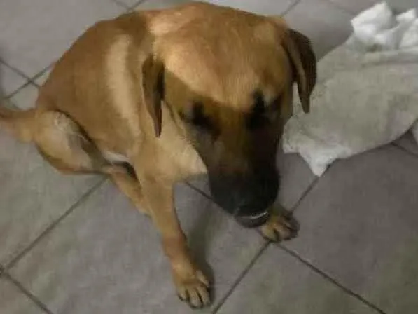Cachorro ra a Pastor  idade 1 ano nome Logan 