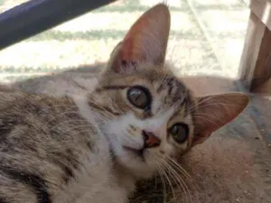 Gato raça SRD-ViraLata idade 2 a 6 meses nome Luna