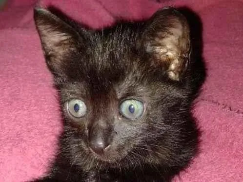 Gato ra a SRD-ViraLata idade Abaixo de 2 meses nome Leleco