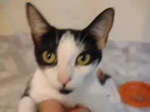 Gato raça SRD-ViraLata idade 2 a 6 meses nome Bella