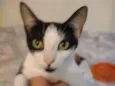Bella