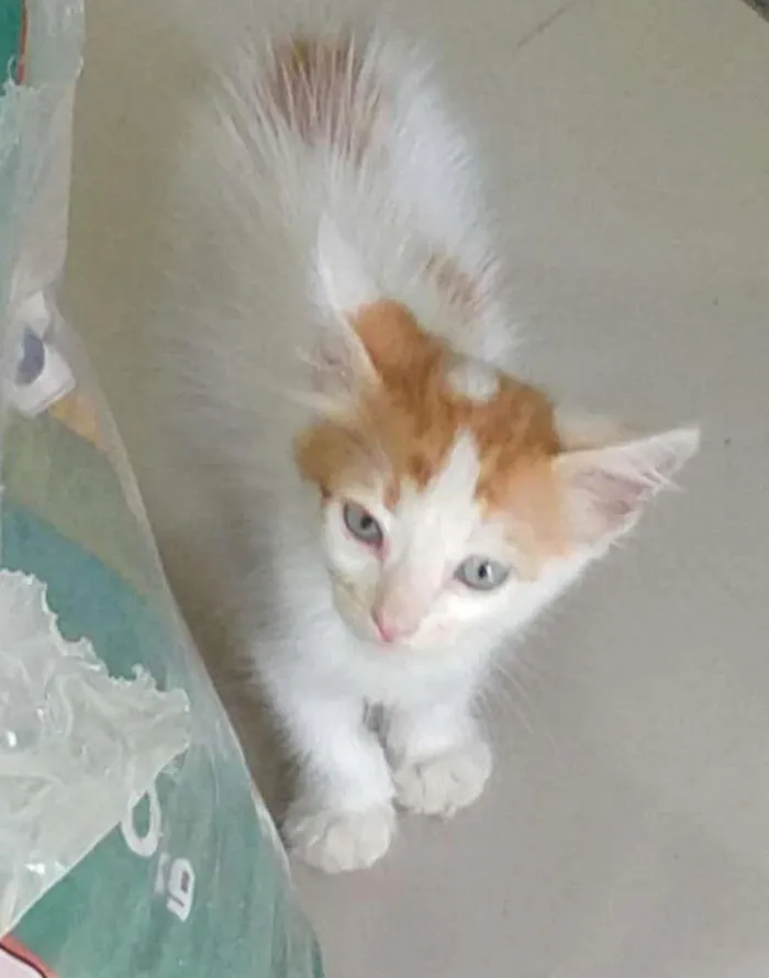 Gato ra a SRD-ViraLata idade Abaixo de 2 meses nome PAÇOCA