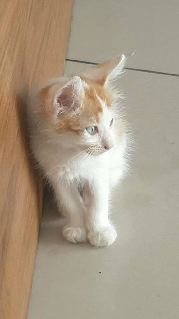 Gato ra a SRD-ViraLata idade Abaixo de 2 meses nome PAÇOCA